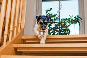 Hund springt Treppe hinunter